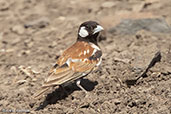 Chestnut-backed Sparrow-lark, Alleghedi Plain, Ethiopia, January 2016 - click for larger image