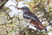 White-browed Scrub Robin, Bogol Manyo Road, Ethiopia, January 2016 - click for larger image