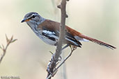 White-browed Scrub Robin, Bogol Manyo Road, Ethiopia, January 2016 - click for larger image