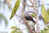 Lavender Waxbill, Mole NP, Ghana, June 2011 - click for larger image