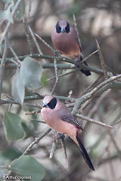 Black-cheeked Waxbill, Yabello, Ethiopia, January 2016 - click for larger image