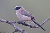 Black-cheeked Waxbill, Yabello, Ethiopia, January 2016 - click for larger image