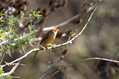 Fawn-breasted Waxbill, Ghibe Gorge, Ethiopia, January 2016 - click for larger image