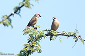 Crimson-rumped Waxbill, Bogol Manyo Road, Ethiopia, January 2016 - click for larger image