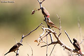 Crimson-rumped Waxbill, Bogol Manyo Road, Ethiopia, January 2016 - click for larger image