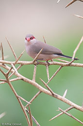 Black-rumped Waxbill, Tono Dam, Ghana June 2011 - click for larger image