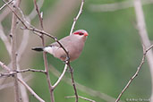 Black-rumped Waxbill, Tono Dam, Ghana June 2011 - click for larger image