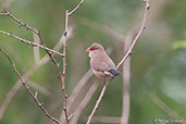 Black-rumped Waxbill, Tono Dam, Ghana June 2011 - click for larger image