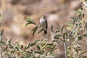 African Silverbill, Jemma River, Ethiopia, January 2016 - click for larger image