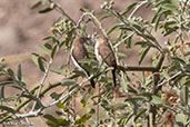 African Silverbill, Jemma River, Ethiopia, January 2016 - click for larger image