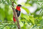 Male Northern Red Bishop, Shai Hills, Ghana, May 2011 - click for larger image