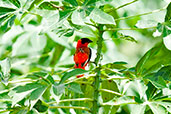 Male Northern Red Bishop, Kalakpa, Ghana, May 2011 - click for larger image