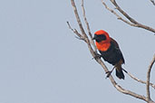 MaleBlack-winged Bishop, Winneba Plains, Ghana, May 2011 - click for larger image