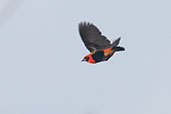 MaleBlack-winged Bishop, Winneba Plains, Ghana, May 2011 - click for larger image