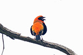 MaleBlack-winged Bishop, Mole, Ghana, June 2011 - click for larger image