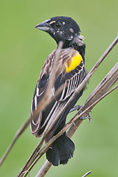 Male Yellow-mantled Widowbird, Shai Hills, Ghana, May 2011 - click for larger image