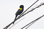 Male Yellow-mantled Widowbird, Brenu-Akyinim, Ghana, May 2011 - click for larger image