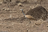 White-bellied Bustard, Awash Falls, Ethiopia, January 2016 - click for larger image