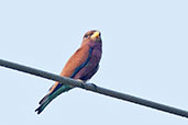 Broad-billed Roller, Kalakpa, Ghana, May 2011 - click for larger image