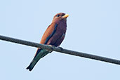 Broad-billed Roller, Kalakpa, Ghana, May 2011 - click for larger image