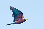 Broad-billed Roller, Kalakpa, Ghana, May 2011 - click for larger image