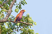 Broad-billed Roller, Mole NP, Ghana, June 2011 - click for larger image