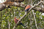 Broad-billed Roller, Perinet, Madagascar, November 2016 - click for larger image