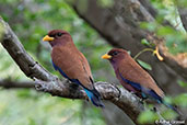 Broad-billed Roller, Berenty, Madagascar, November 2016 - click for larger image