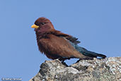 Broad-billed Roller, Le Jardim du Roy, Madagascar, November 2016 - click for larger image