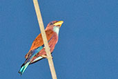 Blue-throated Roller, Ankasa, Ghana, May 2011 - click for larger image