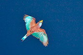 Blue-throated Roller, Ankasa, Ghana, May 2011 - click for larger image