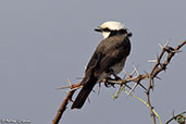 Northern White-crowned Shrike, Ethiopia, January 2016 - click for larger image