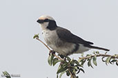 Northern White-crowned Shrike, Ethiopia, January 2016 - click for larger image