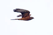 Fox Kestrel, Tonga Hills, Ghana, June 2011 - click for larger image