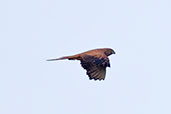 Fox Kestrel, Tonga Hills, Ghana, June 2011 - click for larger image