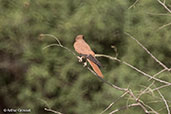 Fox Kestrel, Jemma River, Ethiopia, January 2016 - click for larger image