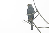 Grey Kestrel, Kalakpa, Ghana, May 2011 - click for larger image