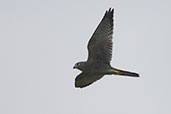 Grey Kestrel, Brenu-Akyinim, Ghana, May 2011 - click for larger image