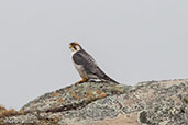 Lanner Falcon, Sanetti Plateau, Ethiopia, January 2016 - click for larger image