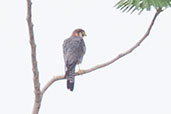 Red-necked Falcon, Tono Dam, Ghana, June 2011 - click for larger image