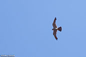 Sooty Falcon, Isalo, Madagascar, November 2016 - click for larger image