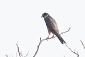 African Hobby, Mole, Ghana, June 2011 - click for larger image