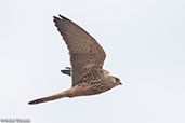 Lesser Kestrel, Liben Plains, Ethiopia, January 2016 - click for larger image