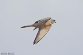 Lesser Kestrel, Liben Plains, Ethiopia, January 2016 - click for larger image