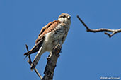 Madagascar Kestrel, Berenty Reserve, Madagascar, November 2016 - click for larger image