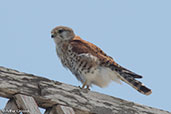 Madagascar Kestrel, Anakao, Madagascar, November 2016 - click for larger image