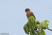 Madagascar Kestrel, Berenty Reserve, Madagascar, November 2016 - click for larger image