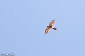 Madagascar Kestrel, Betsiboka River, Madagascar, November 2016 - click for larger image