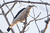 Sickle-billed Vanga, Mosa Park, Ifaty, Madagascar, November 2016 - click for larger image