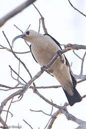 Sickle-billed Vanga, Mosa Park, Ifaty, Madagascar, November 2016 - click for larger image